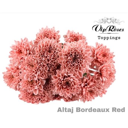 Marjetka T Altaj Bordeaux Red c941