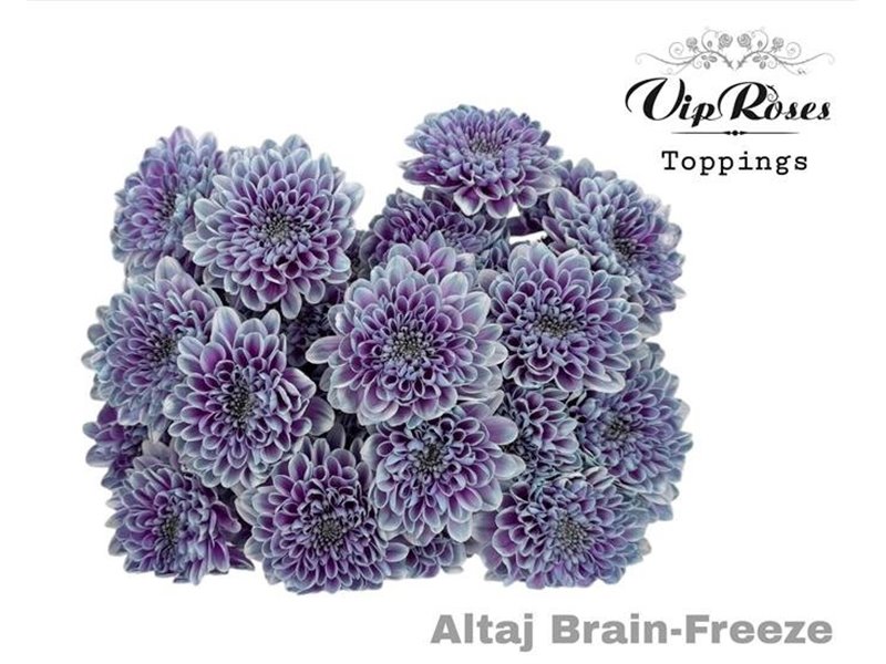 Marjetka T Altaj Brain Freeze c942