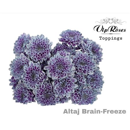 Marjetka T Altaj Brain Freeze c942