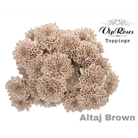 Marjetka T Altaj Brown c944