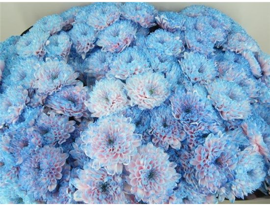 Marjetka T Altaj Bubbelgum c946