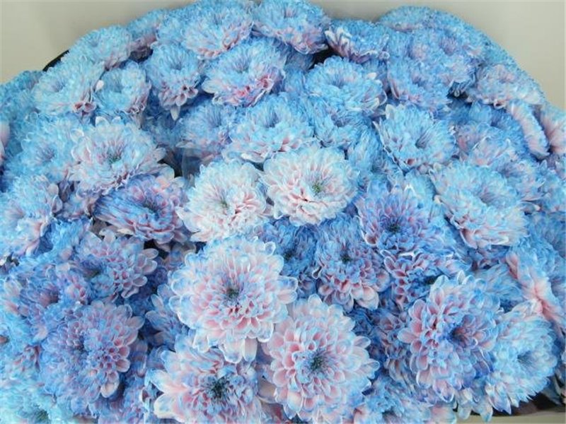 Marjetka T Altaj Bubbelgum c946