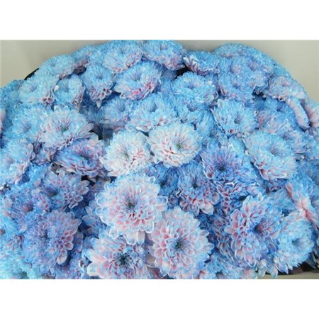 Marjetka T Altaj Bubbelgum c946