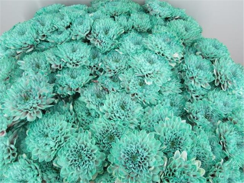 Marjetka T Altaj Bubbelicious c947