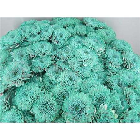 Marjetka T Altaj Bubbelicious c947