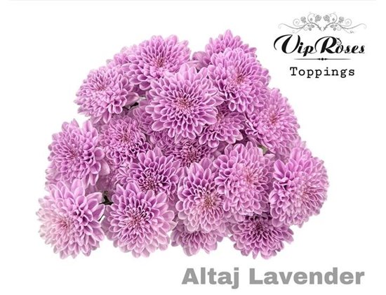 Marjetka T Altaj Lavender c955