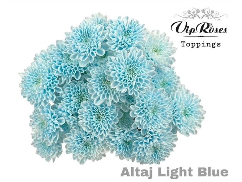Marjetka T Altaj Light Blue c956