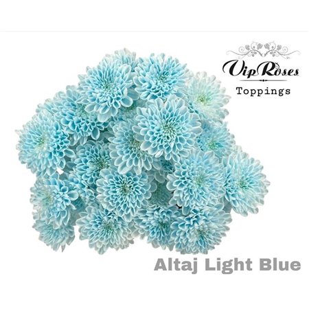 Marjetka T Altaj Light Blue c956