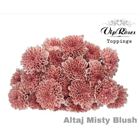 Marjetka T Altaj Misty Blush c958