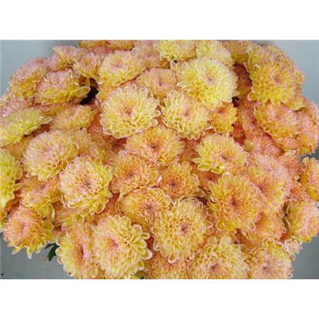 Marjetka T Altaj Misty Blush c959