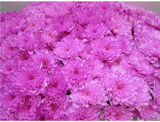 Marjetka T Altaj Pastel Cerise c960