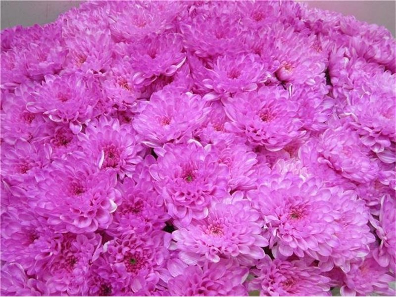 Marjetka T Altaj Pastel Cerise c960