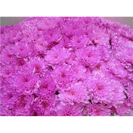Marjetka T Altaj Pastel Cerise c960
