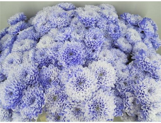 Marjetka T Altaj Pastel Lilac c961