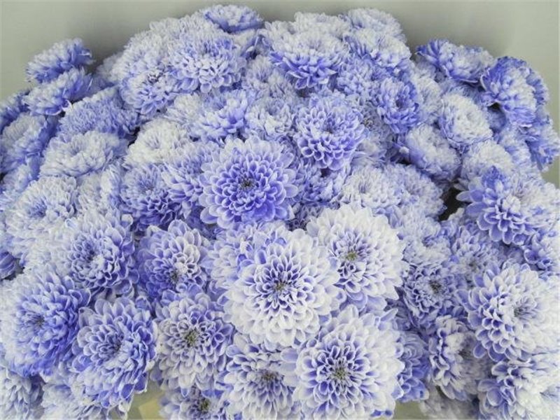 Marjetka T Altaj Pastel Lilac c961