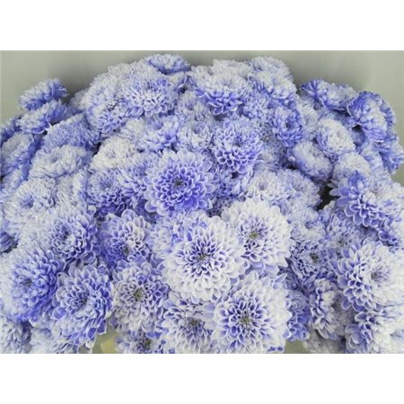 Marjetka T Altaj Pastel Lilac c961