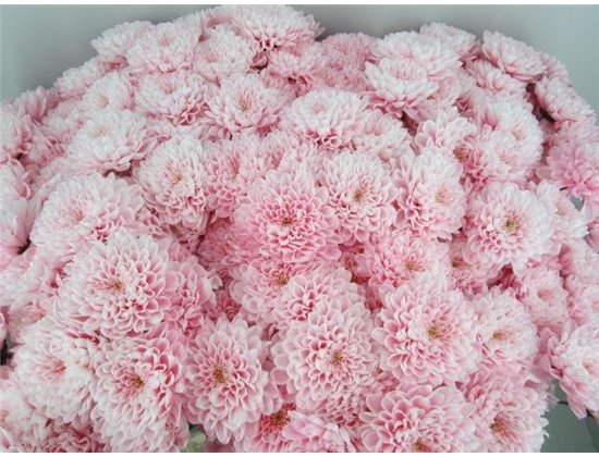 Marjetka T Altaj Pastel Pink c963