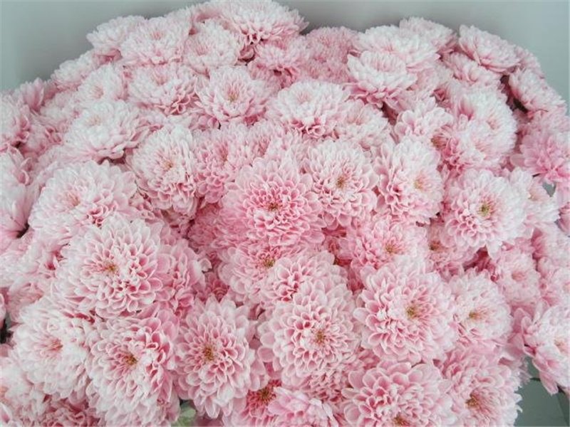 Marjetka T Altaj Pastel Pink c963