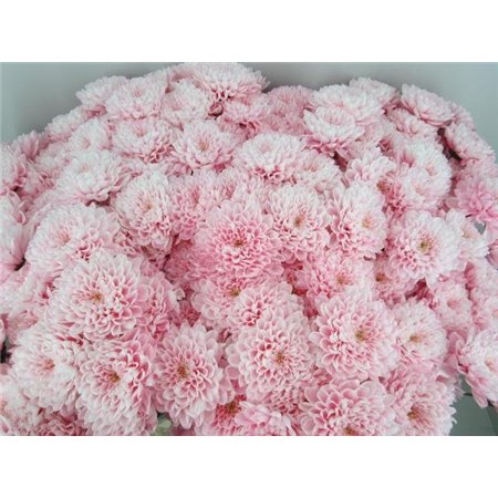 Marjetka T Altaj Pastel Pink c963