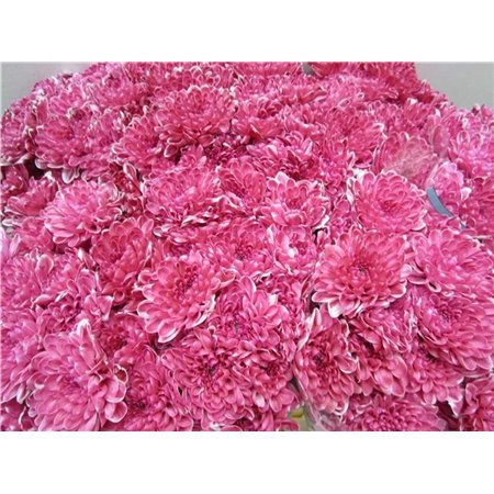 Marjetka T Altaj Pastel Red c964