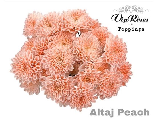 Marjetka T Altaj Peach c965