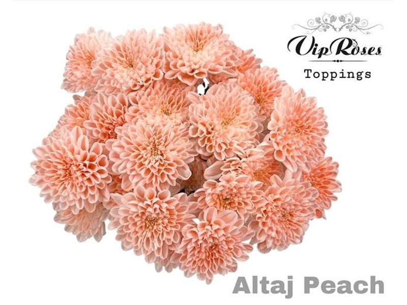 Marjetka T Altaj Peach c965