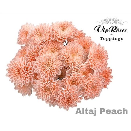 Marjetka T Altaj Peach c965