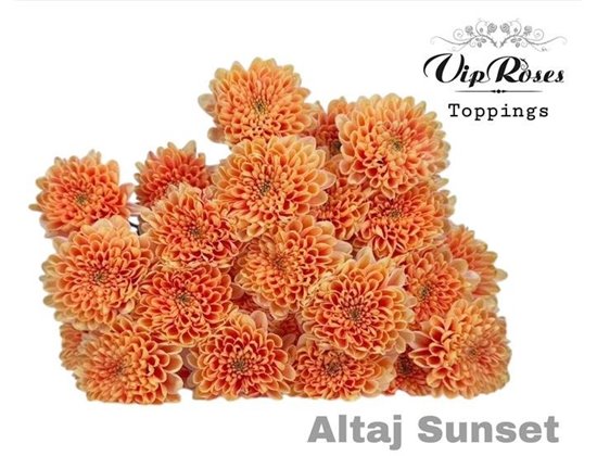 Marjetka T Altaj Red Blush c968