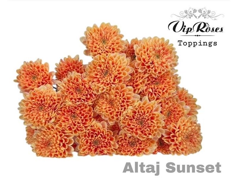 Marjetka T Altaj Sunset c969
