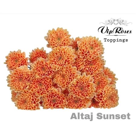 Marjetka T Altaj Sunset c969