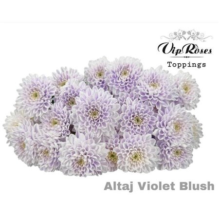 Marjetka T Altaj Violet Blush c973