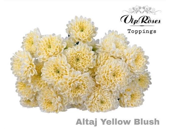 Marjetka T Altaj Violet Blush c974