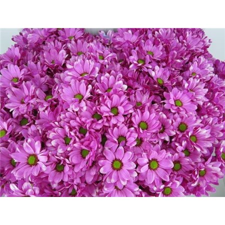 Marjetka T Bacardi Cerise c982