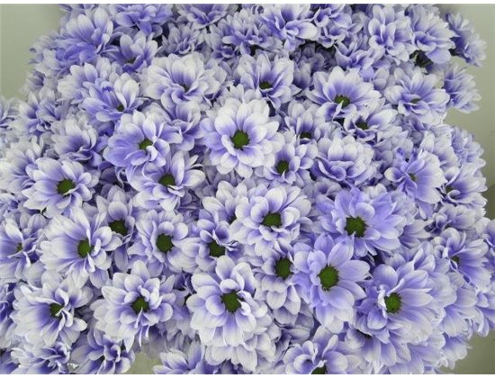 Marjetka T Bacardi Pastel Lilac c989