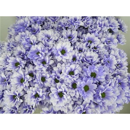 Marjetka T Bacardi Pastel Lilac c989