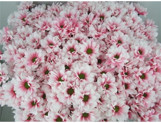 Marjetka T Bacardi Pastel Pink c990