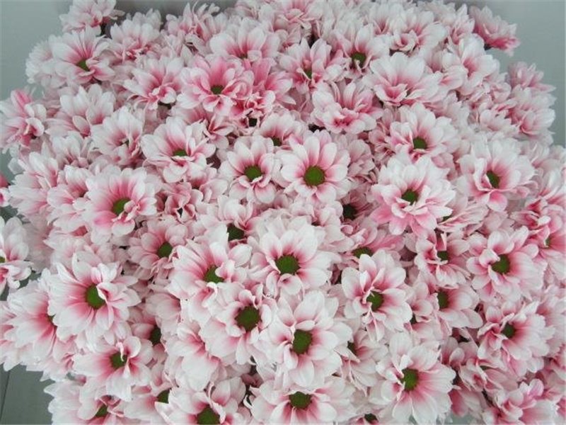 Marjetka T Bacardi Pastel Pink c990