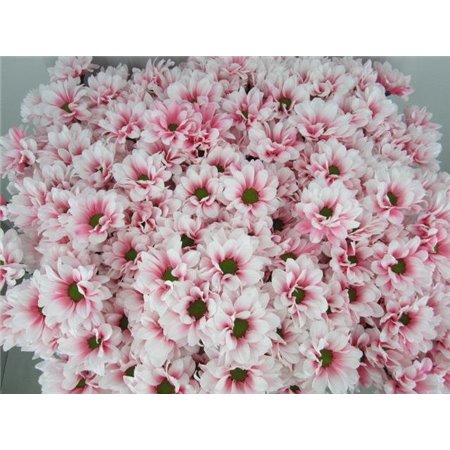 Marjetka T Bacardi Pastel Pink c990