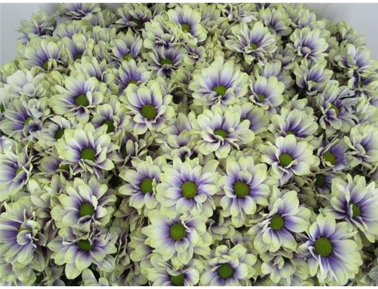 Marjetka T Bacardi Purple Fresh c991