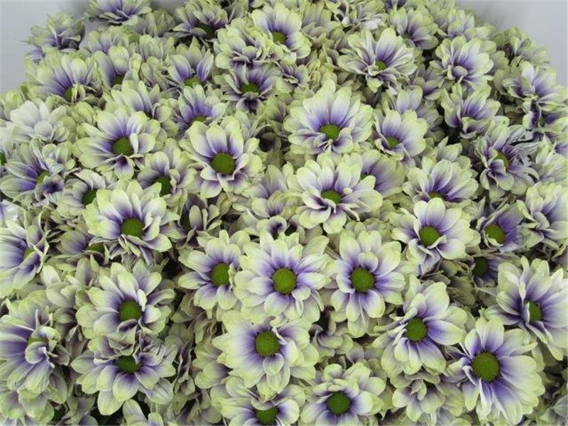 Marjetka T Bacardi Purple Fresh c991