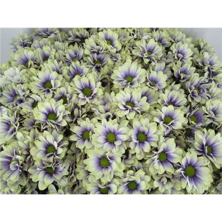 Marjetka T Bacardi Purple Fresh c991
