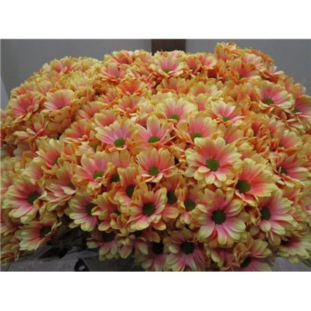 Marjetka T Bacardi Rose c993