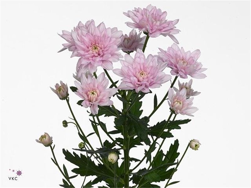 Marjetka T Baltica Pink c998