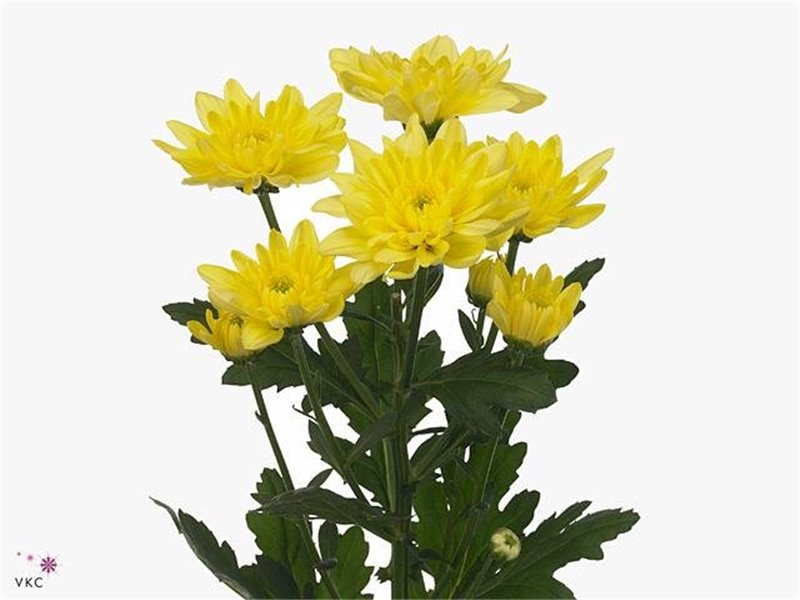 Marjetka T Baltica Yellow c1000