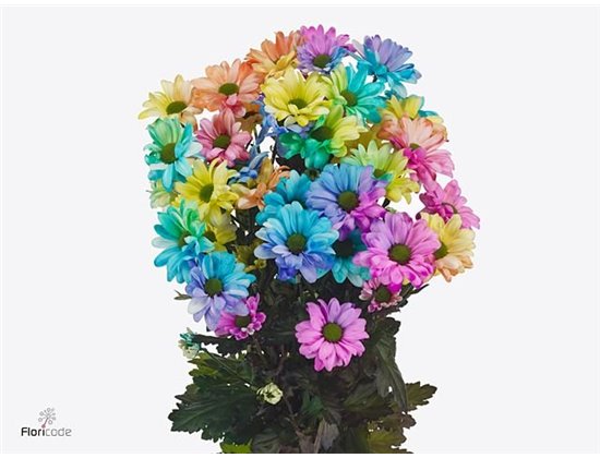 Marjetka T Chic Rainbow c1003