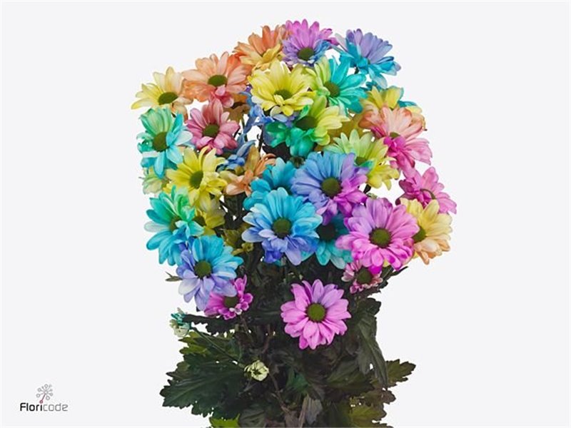 Marjetka T Chic Rainbow c1003