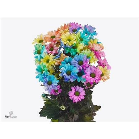 Marjetka T Chic Rainbow c1003