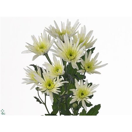 Marjetka T Delian White c1005