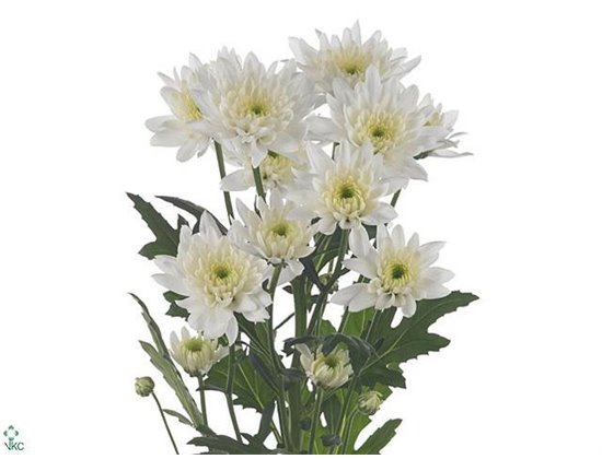 Marjetka T Delian White c1006