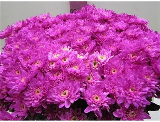 Marjetka T Euro Cerise c1009